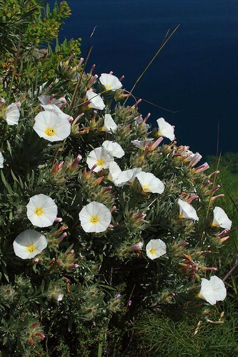 foto G.Focarino