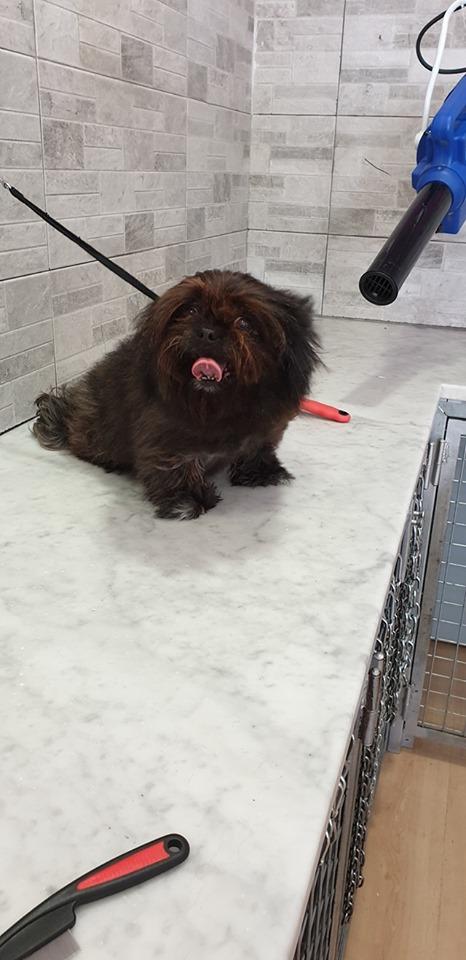 lola.jpg