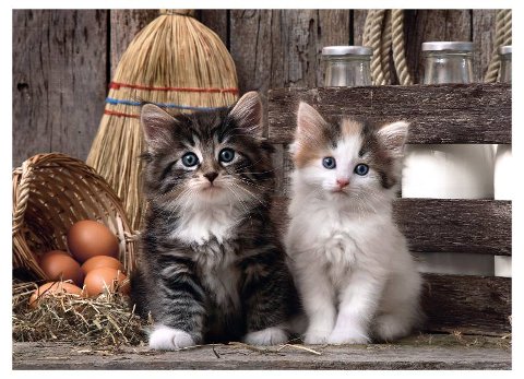 PUZZLE 1000 PZ Lovely Kittens clementoni