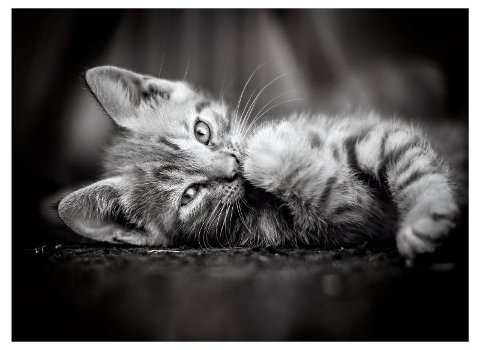 PUZZLE 1000 PZ Kitty clementoni