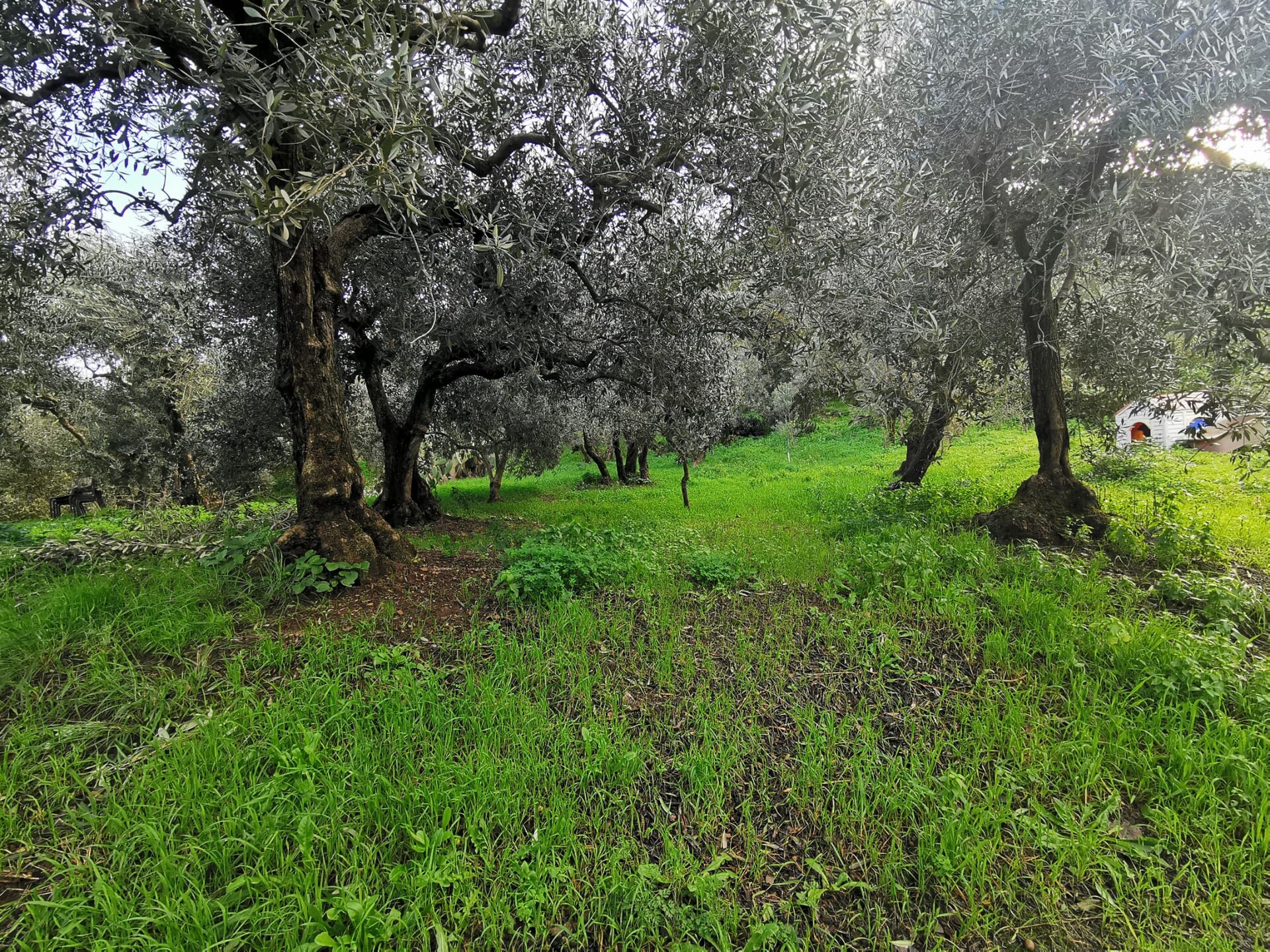 Terreno Agricolo in Vendita a Altofonte Periferia (Palermo)