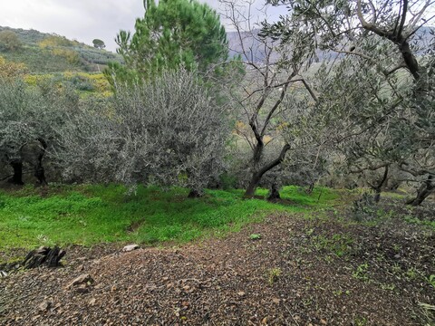 Terreno Agricolo in Vendita a Altofonte (Palermo)