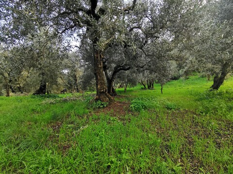 Terreno Agricolo in Vendita a Altofonte (Palermo)