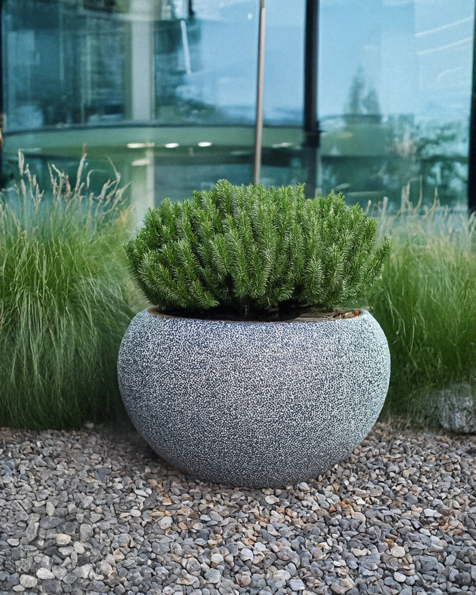 Ciotolo Verde delle Alpi cisam Cva