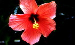 PIANTE DI IBISCUS