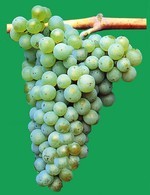 UVA BIANCA DA VINO VARIETA' CHARDONNAY