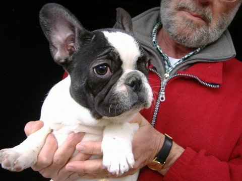 AFRODITE DEL SOLGIMAR CUCCIOLA DI BOULEDOGUE FRANCESE A TRE MESI