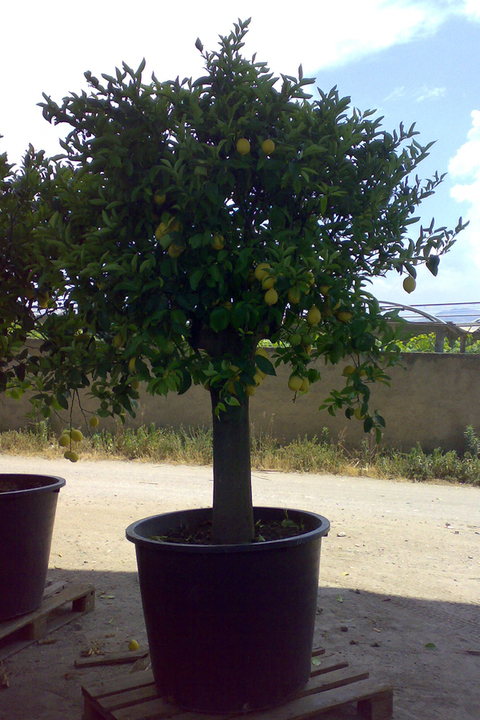 Limone esemplare albero in mastello