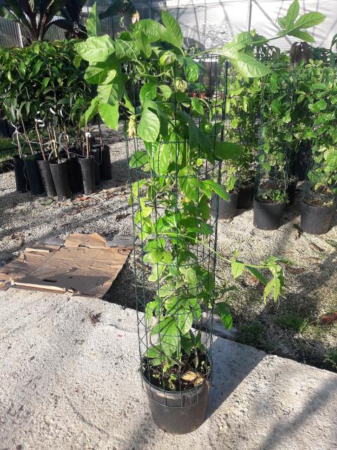 PASSIFLORA EDULIS RAMPICANTE vaso 26