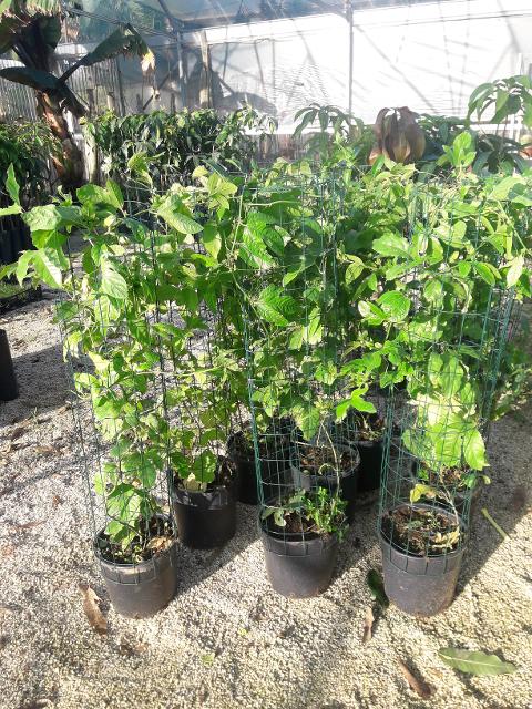 PASSIFLORA EDULIS RAMPICANTE vaso 26