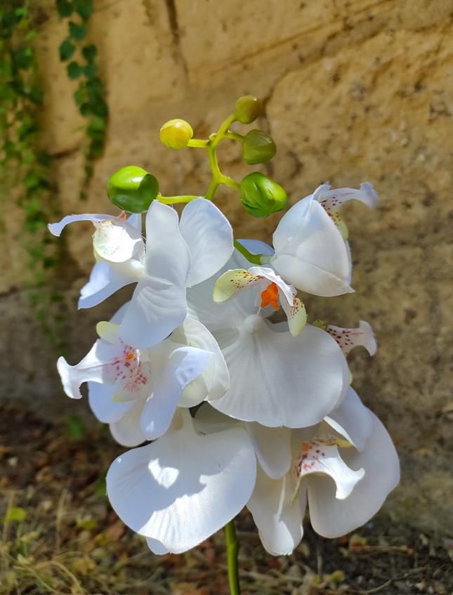 Orchidea Phalenopsis H 40 singola con vaso in 2 colori Sconti per Fioristi, Wedding e Aziende .