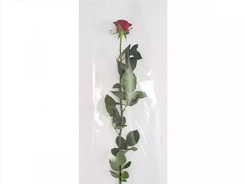 Buste per rosa H 25 X 100 - Confezione da 100 buste - Tutta Trasparente