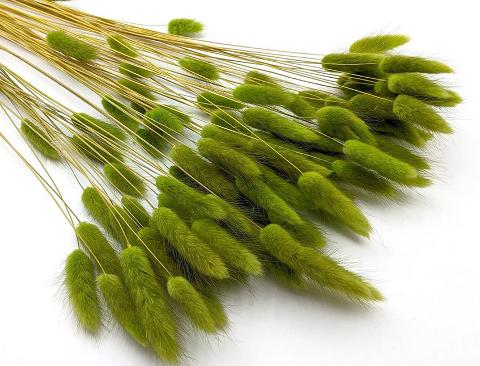 Colorante per immersione . - Adatto per fiori secchi e fronde - da Miscelare con Solvente