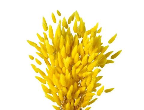 Colorante per immersione . - Adatto per fiori secchi e fronde - da Miscelare con Solvente