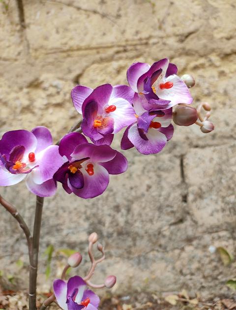 Orchidea Cassandra con vaso H 40 cm in diversi colori Sconti per Fioristi, Wedding e Aziende .
