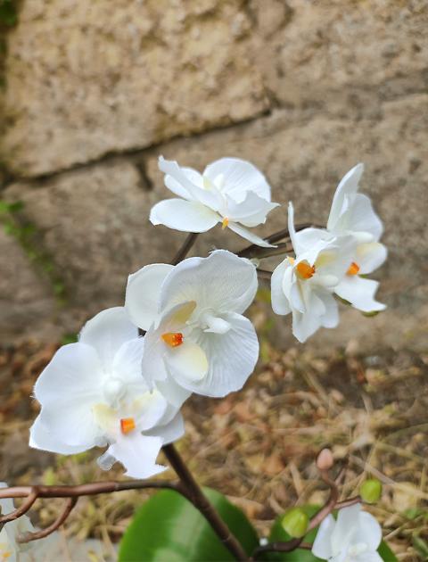 Orchidea Cassandra con vaso H 40 cm in diversi colori Sconti per Fioristi, Wedding e Aziende .