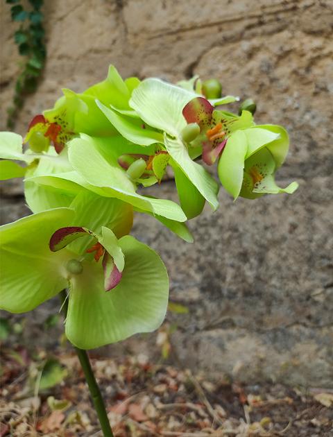 Orchidea foglia larga con vaso H 40 cm in diversi colori Sconti per Fioristi, Wedding e Aziende .