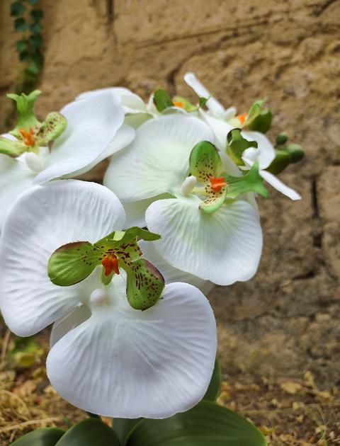 Orchidea foglia larga con vaso H 40 cm in diversi colori Sconti per Fioristi, Wedding e Aziende .
