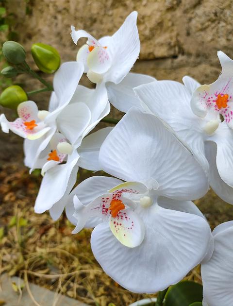 Orchidea foglia larga con vaso H 40 cm in diversi colori Sconti per Fioristi, Wedding e Aziende .