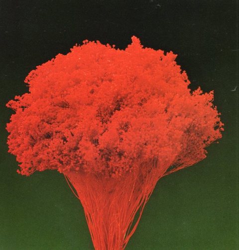 Broom Bloom Naturale colorato Gr. 100 - Sconti per Fioristi e Aziende