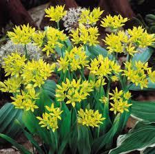 Allium Plant H 58 in poliestere - Sconti per Fioristi e Aziende - Artificiale