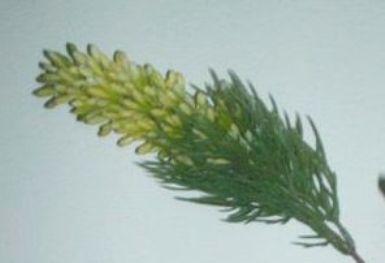 Privet Wild Gommato H 85 - Sconti per Fioristi e Aziende - Artificiale