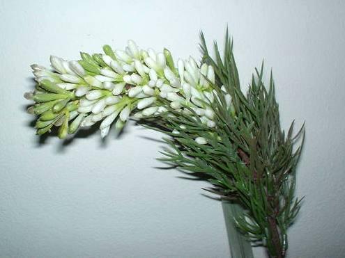 Privet Wild Gommato H 85 - Sconti per Fioristi e Aziende - Artificiale
