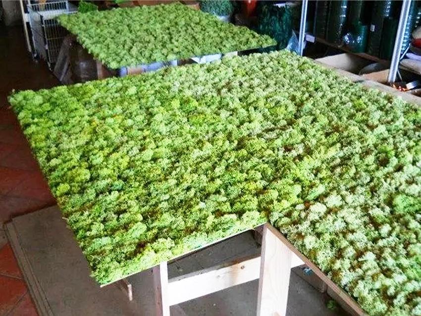 Pannello Moss cm. 80 x 120 - Soluzione personalizzabile - per ogni esigenza d'arredo interno