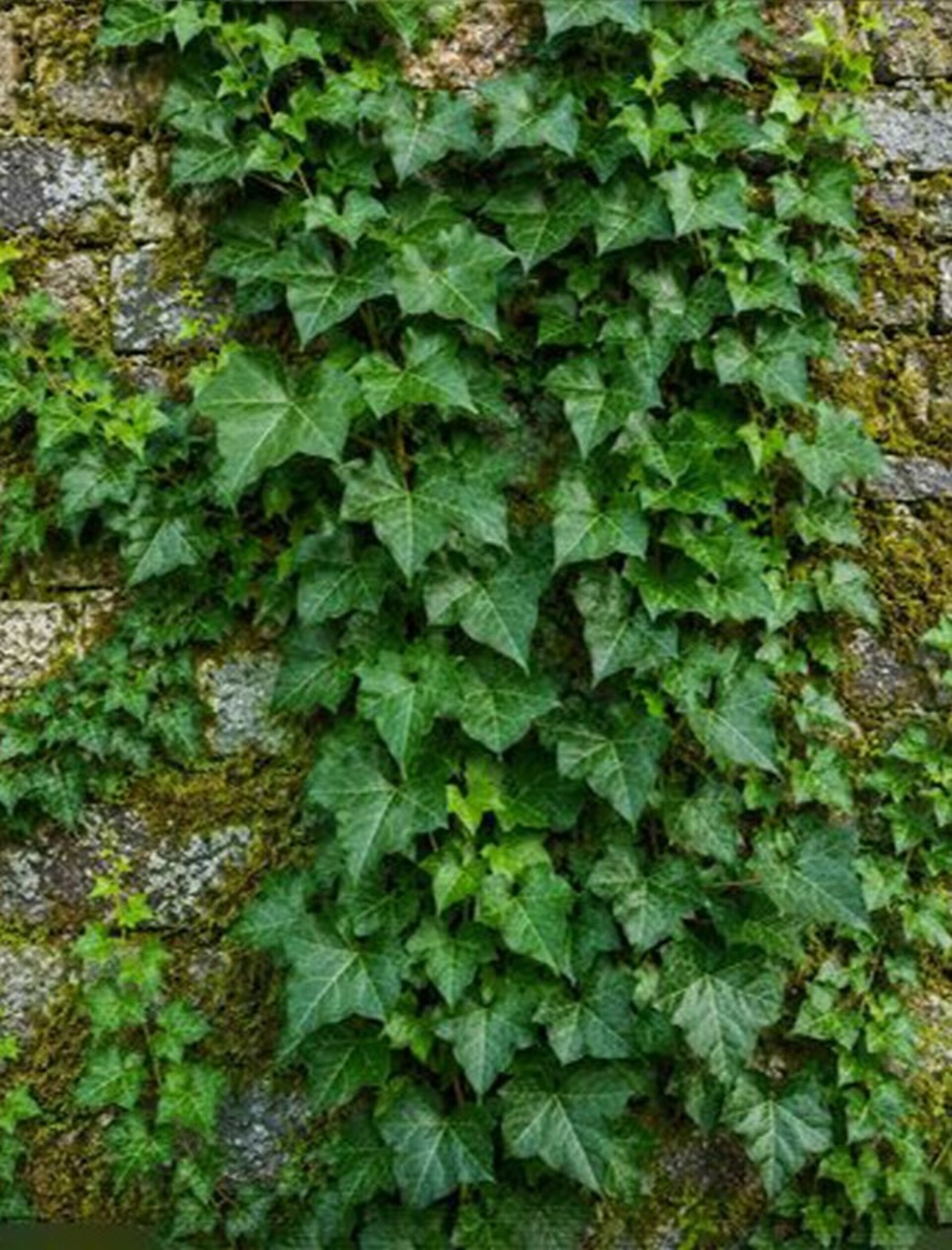 Edera Araba Preservata - Sconti per Fioristi e Aziende Mazzo gr. 150