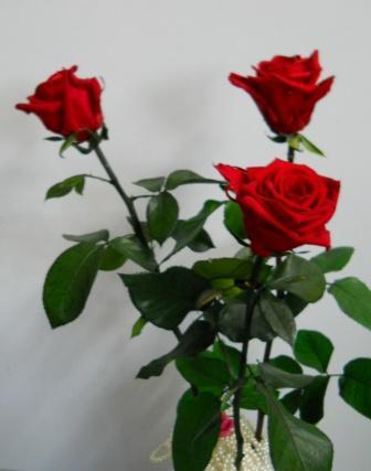 Rosa Preservata H 30/35 - Sconti per Fioristi e Aziende