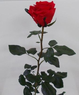 Rosa Preservata H 30/35 - Sconti per Fioristi e Aziende