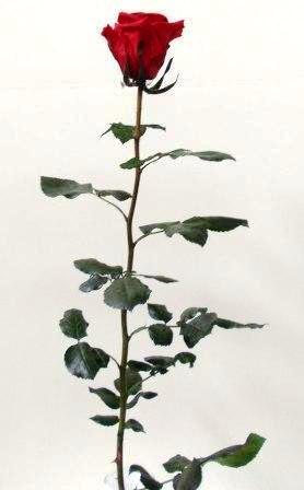 Rosa Preservata H 30/35 - Sconti per Fioristi e Aziende