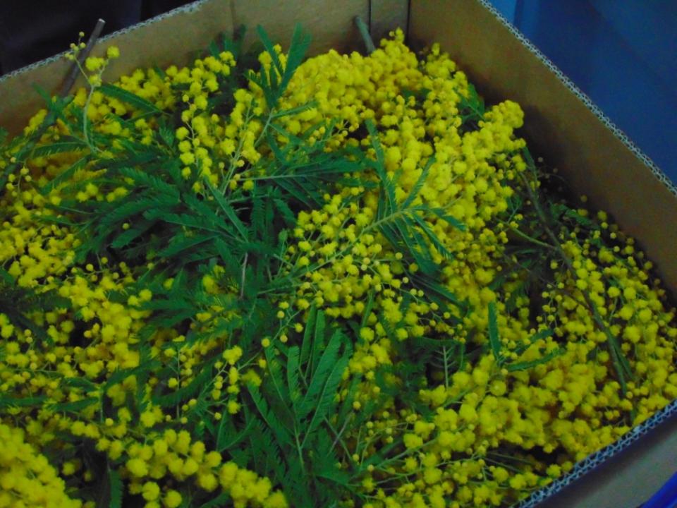 ESAURITA - Mimosa Fresca - Cartone Kg. 15/20 -cm.80x60 H 80 Acacia Dealbata - Goulois - Sconti per Fioristi e Aziende