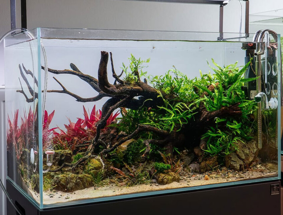 Vaschetta Rettangolare in Vetro cm. 36 x 10 H 20 - Sconti per Fioristi e Aziende