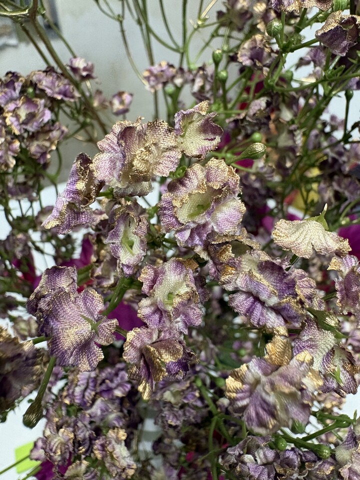 Gipsofilia Dorata x3 - Sonti per Fioristi e Aziende - ramo x3 H 57