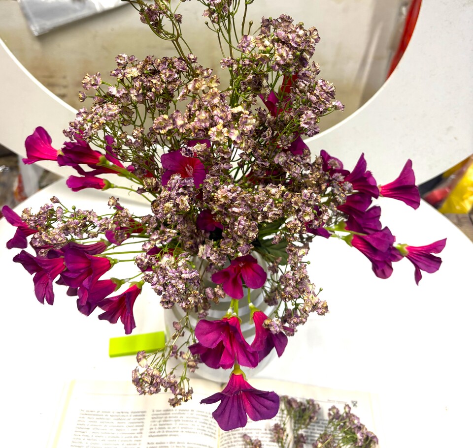 Gipsofilia Dorata x3 - Sonti per Fioristi e Aziende - ramo x3 H 57