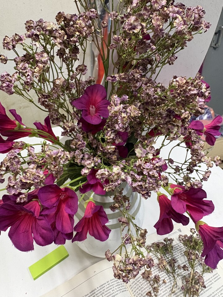 Gipsofilia Dorata x3 - Sonti per Fioristi e Aziende - ramo x3 H 57