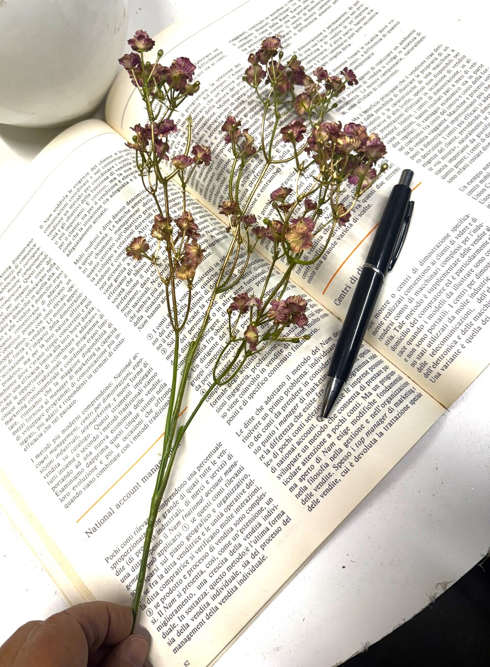 Gipsofilia Dorata x3 - Sonti per Fioristi e Aziende - ramo x3 H 57