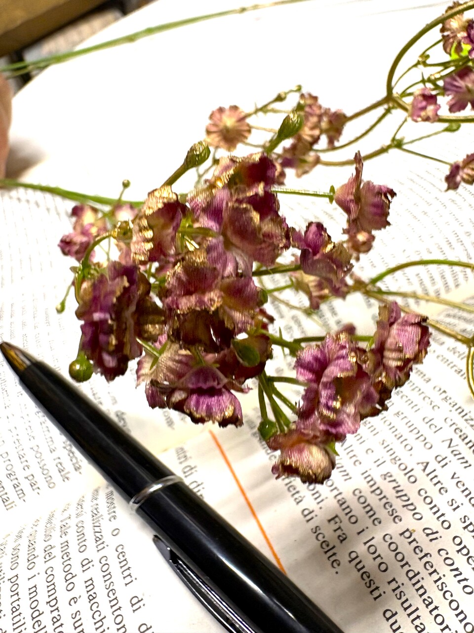 Gipsofilia Dorata x3 - Sonti per Fioristi e Aziende - ramo x3 H 57