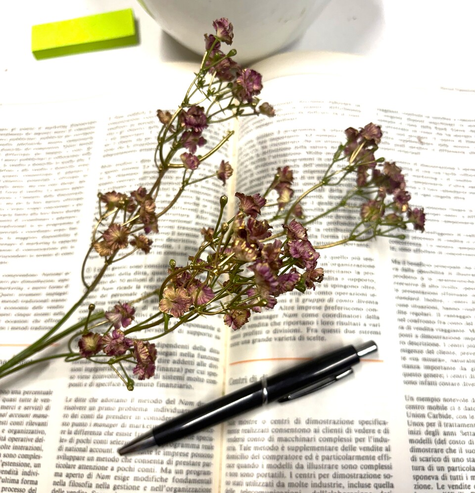 Gipsofilia Dorata x3 - Sonti per Fioristi e Aziende - ramo x3 H 57