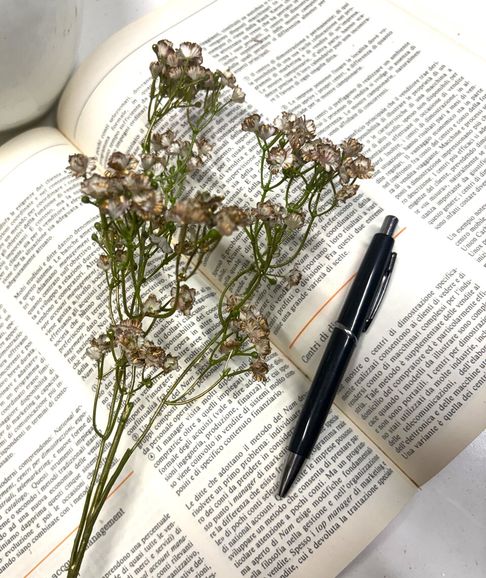 Gipsofilia Dorata x3 - Sonti per Fioristi e Aziende - ramo x3 H 57