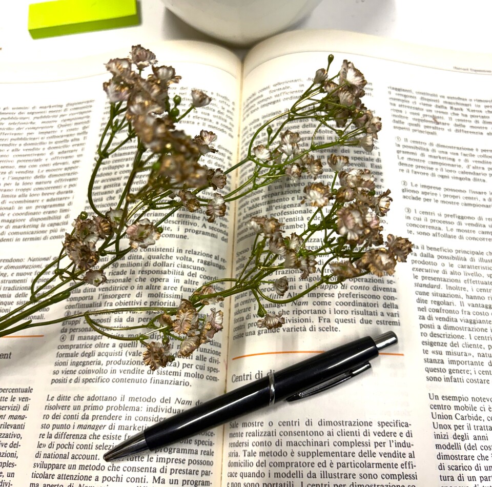 Gipsofilia Dorata x3 - Sonti per Fioristi e Aziende - ramo x3 H 57