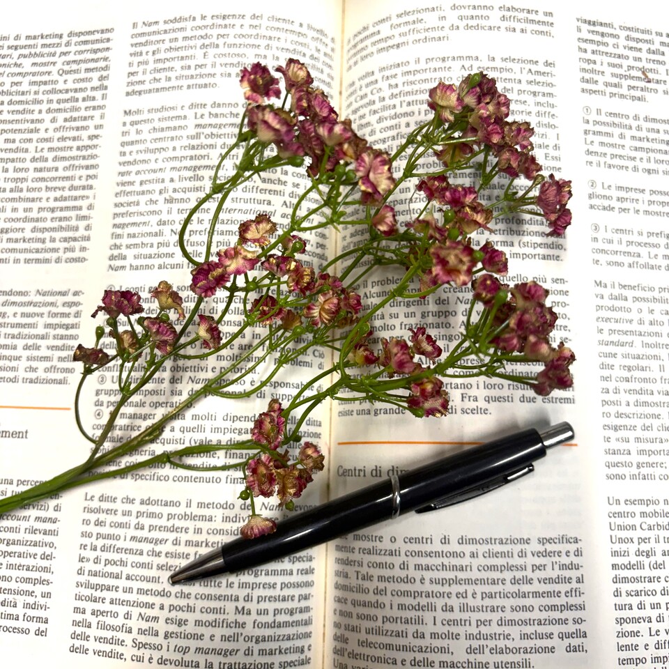 Gipsofilia Dorata x3 - Sonti per Fioristi e Aziende - ramo x3 H 57