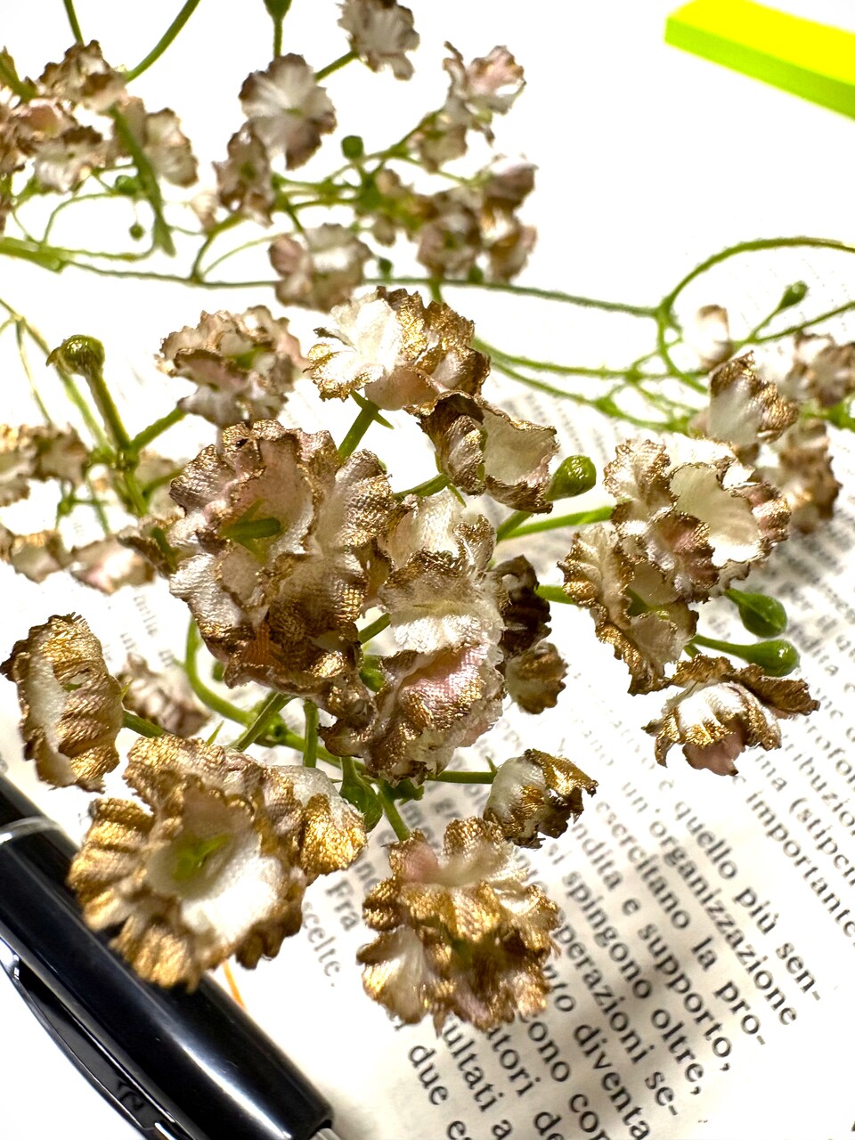 Gipsofilia Dorata x3 - Sonti per Fioristi e Aziende - ramo x3 H 57