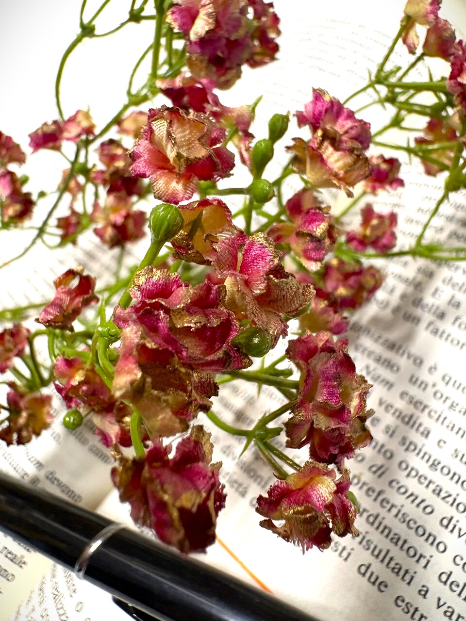 Gipsofilia Dorata x3 - Sonti per Fioristi e Aziende - ramo x3 H 57