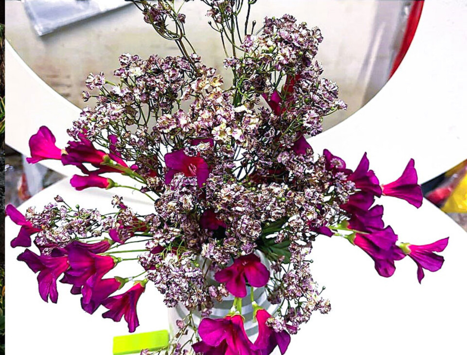 Gipsofilia Dorata x3 - Sonti per Fioristi e Aziende - ramo x3 H 57