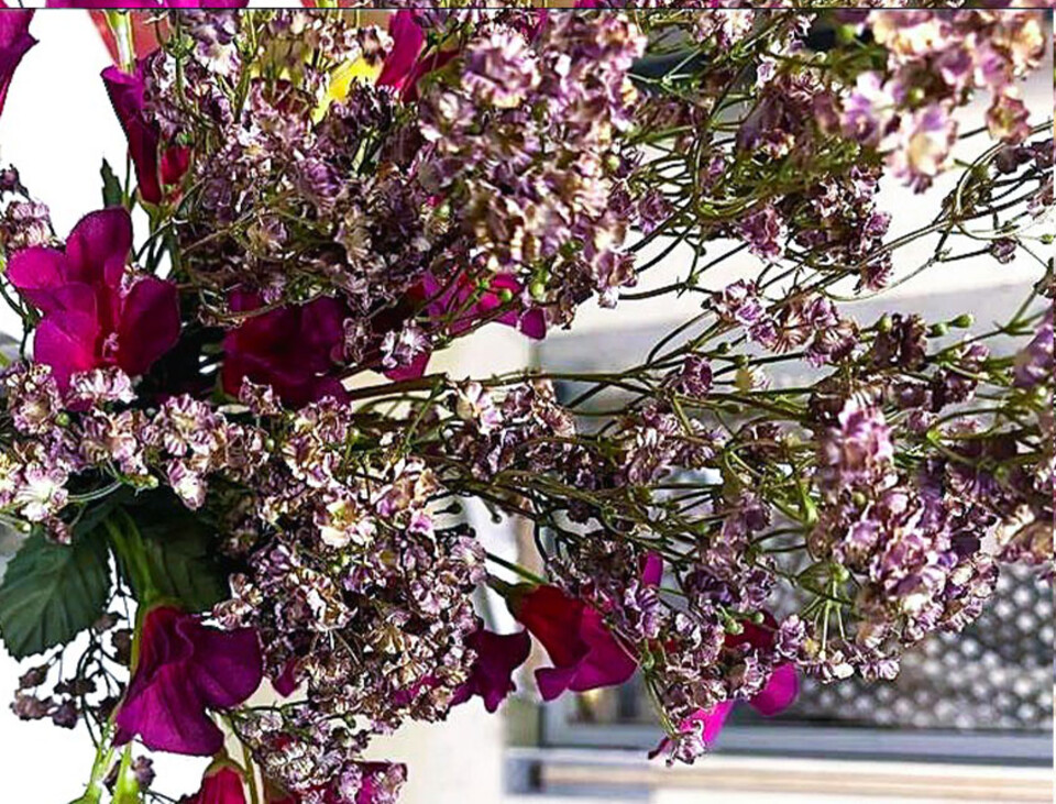 Gipsofilia Dorata x3 - Sonti per Fioristi e Aziende - ramo x3 H 57