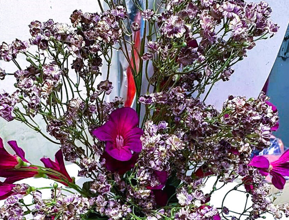 Gipsofilia Dorata x3 - Sonti per Fioristi e Aziende - ramo x3 H 57