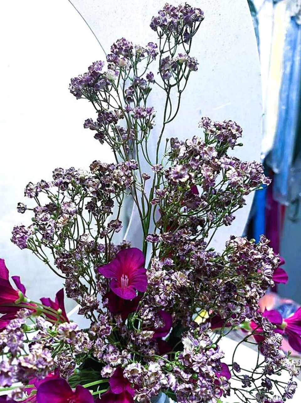 Gipsofilia Dorata x3 - Sonti per Fioristi e Aziende - ramo x3 H 57