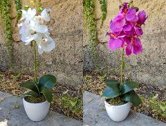 Orchidea Phalenopsis H 40 singola con vaso in 2 colori Sconti per Fioristi, Wedding e Aziende